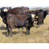 Image 2 : Andrew Cattle Co. - 700# October Delivery Steer Calves - 85 Head (Regina, SK)
