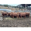 Image 1 : Ootsa Lake Cattle Co. - 15 Red Angus X April/May Calving Bred Heifers (Ootsa Lake, BC)