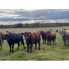 Image 5 : Midpoint Farms - 1000# October Delivery Grass Heifers - 124 Head (Drayton Valley, AB)