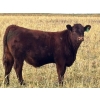 Image 3 : Pittman Brothers Production - 680# October Delivery Heifer Calves - 30 Head (Warner, AB)