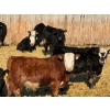 Image 8 : Doerksen Farms - 790# February Delivery Steers - 78 Head (Gem, AB)