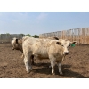 Image 4 : Dietrich Farms - 1075# June Delivery Steers - 170 Head (Mendham, SK)