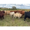 Image 2 : Leaning Arrow Ranch - 600# November Delivery Steer Calves - 95 Head (Dewberry, AB)