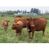 Image 8 : Malarky Farms - 35 Red/Red X Cow/Calf Pairs (Newdale, MB)