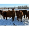 Image 17 : Greg Trewin - 30 RBF/RWF/Red Bred Heifers (Coulter, MB)