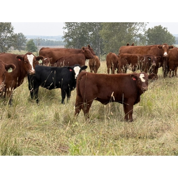 Les & Sharlene Bjorge - 540# October Delivery Heifer Calves - 30 Head (Eckville, AB)