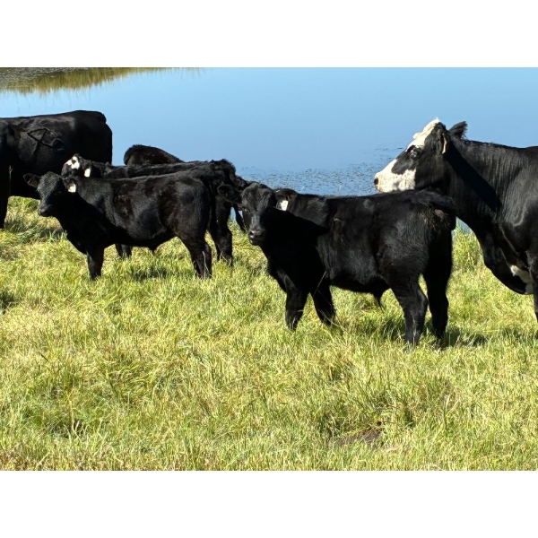 Peigan Coulee Ranching Ltd. - 590# November Delivery Steer Calves - 90 Head (Seven Persons, AB) VBP+
