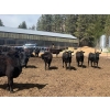 Image 4 : Moo Point Holdings - 790# Mixed Crossbreds - 80 Head (Merritt, BC)