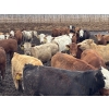 Image 3 : Box Anchor Farms - 740# June Delivery Heifers - 240 Head (Dewberry, AB)