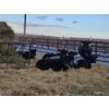 Image 3 : Joel Meier - 6 Black Heifers (Pen 623 - 625)