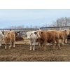 Image 4 : Winn Man Farms - 710# March Delivery Steers - 145 Head (Winnipegosis, MB)