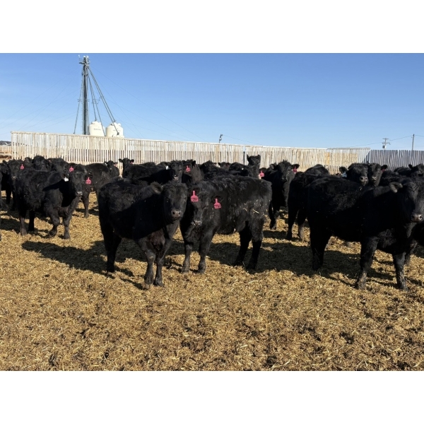 9 Bar Ranch - 700# February Delivery Heifers - 90 Head (Taber, AB) VBP+