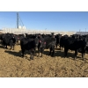 Image 1 : 9 Bar Ranch - 700# February Delivery Heifers - 90 Head (Taber, AB) VBP+