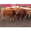 Image 1 : Thackeray Land & Cattle Inc. - 590# November Delivery Steer Calves - 55 Head (Goodwater, SK)