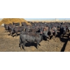 Image 3 : Amber Mountain Farms - 690# May Delivery Heifers - 200 Head (Vauxhall, AB)