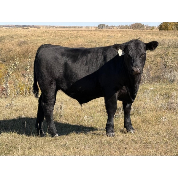Miller Farms Ltd. - 690# October Delivery Steer Calves - 40 Head (Acme, AB) VBP+