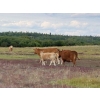 Image 6 : Hartridge Ranch - 585# November Delivery Steer Calves - 35 Head (Clinton, BC)