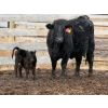 Image 5 : Justin Tateson - 10 Black Angus X 1st Calf Pairs (Scandia, AB)