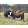 Image 12 : John Bland - 975# September Delivery Grass Heifers - 120 Head (Rimbey, AB)