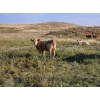 Image 5 : Logan Brothers (Rod, Barry & Bruce) - 710# October Delivery Steer Calves - 80 Head (Oyen, AB)