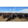 Image 3 : Ripple Rock Ranch - 765# June Delivery Heifers - 155 Head (Fincastle, AB)