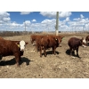 Image 4 : Rick Matz - 20 November Delivery Red Angus X Bred Heifers (Strathmore, AB)