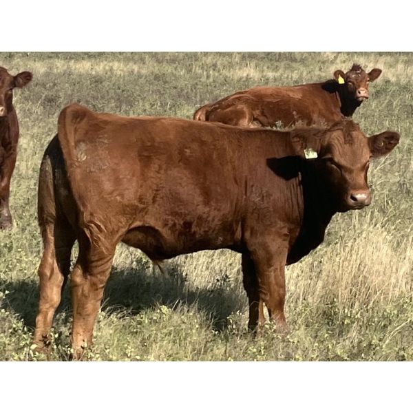 Clear Lake Farming Co. - 650# October Delivery Steer Calves - 60 Head (Stavely, AB)