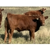 Image 1 : Clear Lake Farming Co. - 650# October Delivery Steer Calves - 60 Head (Stavely, AB)