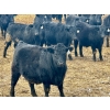 Image 4 : Stahlville Colony - 980# January Delivery Steers - 147 Head (Rockyford, AB)