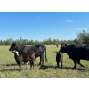 Image 3 : Northwest Cattle Company - 450# September Delivery Steer Calves - 220 Head (Woking, AB)