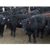 Image 4 : Lesher Lane Enterprises - 1000# November Delivery Heifers - 140 Head (Lacombe, AB)