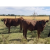 Image 2 : Jason & Emil Kure - 660# Steer Calves - 95 Head (Bowden, AB)