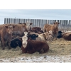 Image 7 : Clayton & Bailey Smith, Austin Hines - 1020# September Delivery Grass Heifers - 300 Head 