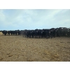 Image 6 : Monette Farms - 800# January Weaned Steers - 235 Head (Airdrie, AB)