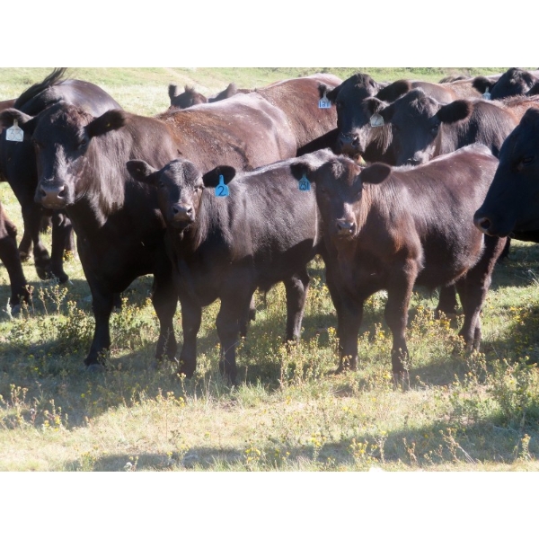 L & J Ranch - 640# October Delivery Steer Calves - 58 Head (Harptree, SK)