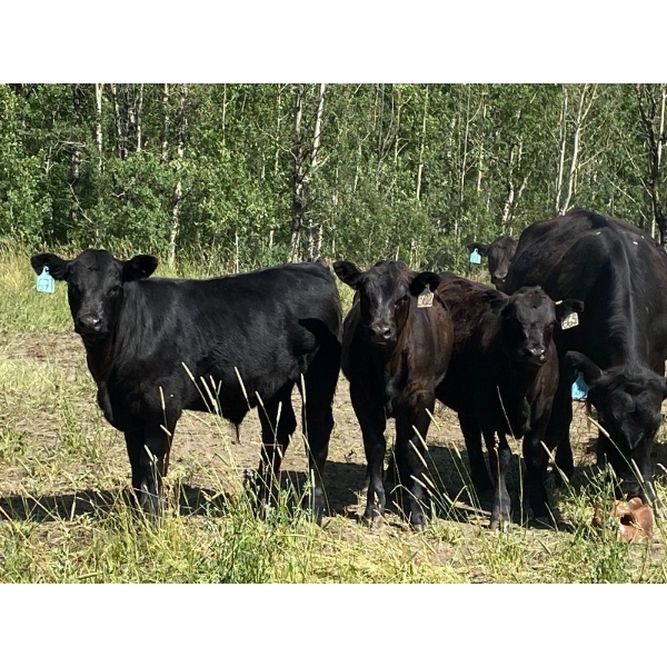 Jake Wedman - 750# October Delivery Steer Calves - 82 Head (Genesee, AB)
