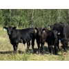 Image 1 : Jake Wedman - 750# October Delivery Steer Calves - 82 Head (Genesee, AB)