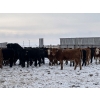 Image 2 : Franklin Cattle Co. - 650# February Delivery Heifers - 140 Head (Grenfell, SK)