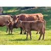 Image 10 : Black Diamond Land & Cattle (Rocky Mountain Ranch) 580# November Delivery Steer Calves - 105 Head 