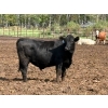 Image 5 : Brandt Boys Beef & Grain - 980# September Delivery Steers - 65 Head (Tolstoi, MB)