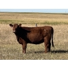 Image 6 : Clay Ridge Farms Inc. - 870# October Delivery Grass Heifers - 37 Head (Big Stone, AB)