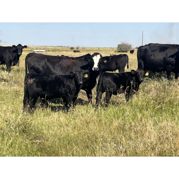 HLRC Ltd. - 510# November Delivery Heifer Calves - 110 Head (Halkirk, AB)