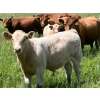 Image 4 : MacMillan Farming Co. - 575# July Delivery Steer Calves - 210 Head (Cayley, AB) VBP+