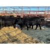 Image 3 : Crooked Creek Ranch - 9 Second Calvers (Pen 519B)