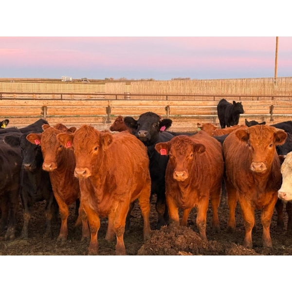 PSV Farms Ltd. - 1050# October Delivery Heifers - 105 Head (Enchant, AB)