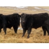 Image 18 : Sybouts Lake Farms Ltd. - 550# March Delivery Steers - 80 Head (Gladmar, SK)