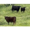 Image 7 : Starland Colony - 680# October Delivery Steer Calves - 60 Head (Drumheller, AB)