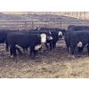 Image 3 : Midpoint Farms - 24 BBF April/May Calving Bred Heifers (Drayton Valley, AB)