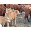 Image 4 : Hiebert Farms - 595# October Delivery Heifer Calves - 110 Head (Gem, AB)