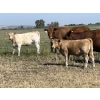 Image 1 : Bar 33 Ranch - 540# November Heifer Calves - 80 Head (Strathmore, AB)